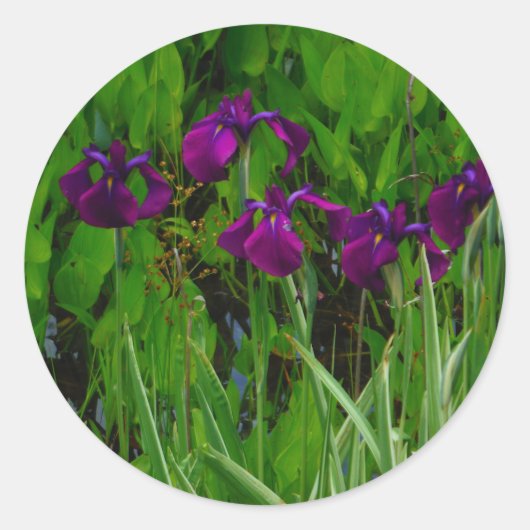 Sticker Rond Belle Iris Violet (Devant)