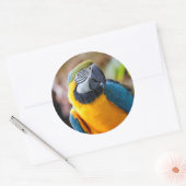 Sticker Rond Belle Macaw Bleue et Or (Enveloppe)