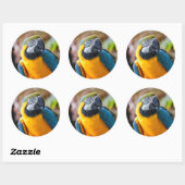 Sticker Rond Belle Macaw Bleue et Or (Feuille)