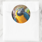 Sticker Rond Belle Macaw Bleue et Or (Sac)