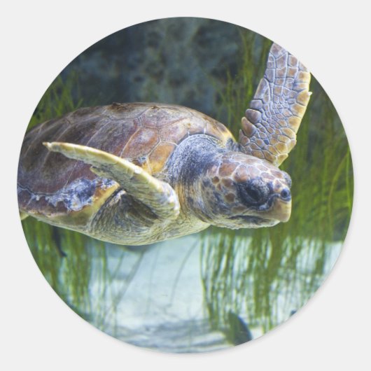 Sticker Rond Belle natation de tortue marine (Devant)