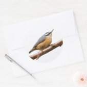 Sticker Rond Belle Nuthatch à poitrine rouge sur une branche (Enveloppe)