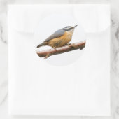 Sticker Rond Belle Nuthatch à poitrine rouge sur une branche (Sac)