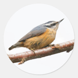 Sticker Rond Belle Nuthatch à poitrine rouge sur une branche