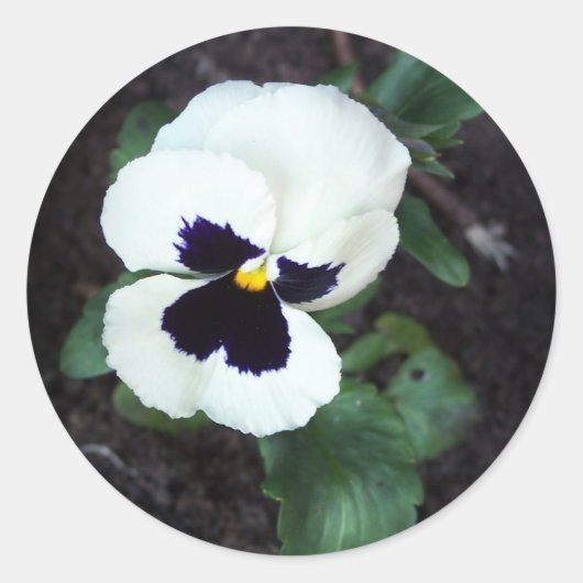 Sticker Rond Belle Pansy Blanche (Devant)