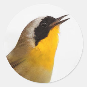Sticker Rond Belle Paruline à gorge jaune