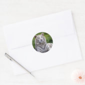 Sticker Rond Belle photo de tigre blanc (Enveloppe)