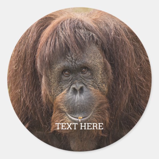 Sticker Rond Belle photographie de Borneo Orangutan (Devant)