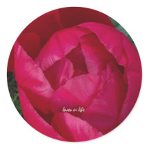 Belle Pierre rouge florissante