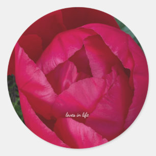 Sticker Rond Belle Pivoine Rouge en Fleur