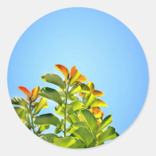Sticker Rond belle plante verte et orange serrée dans un écrin 