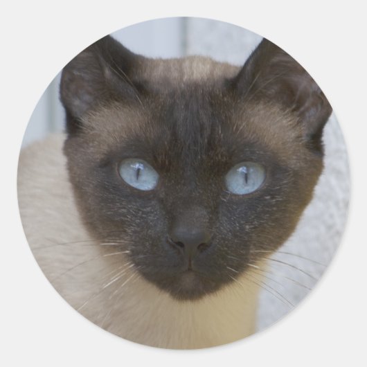 Sticker Rond Belle pointe de phoque Chat siamois (Devant)
