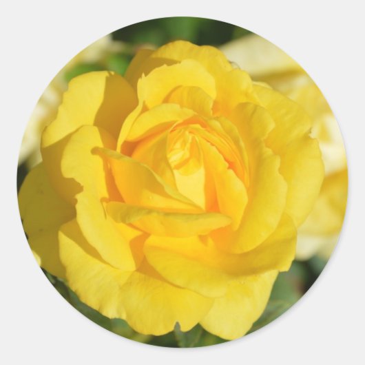 Sticker Rond Belle rose jaune (Devant)
