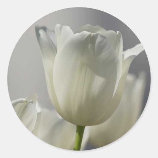 Sticker Rond Belle Tulipe de printemps blanche (Devant)