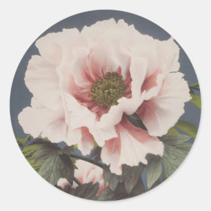 Sticker Rond Belles impressions photomécaniques des fleurs de p