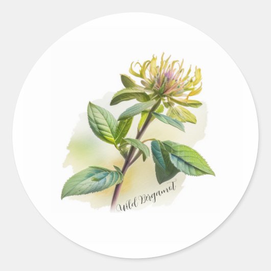 Sticker Rond Bergamot sauvage (Devant)