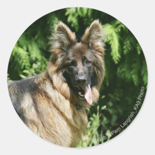 Sticker Rond Berger allemand Brown long haïred 1