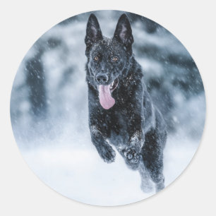 Sticker Rond Berger allemand noir dans la couverture de duvet d