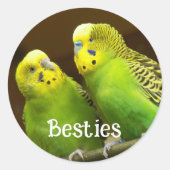 Sticker Rond Besties Green and Yellow Parakeets (Devant)