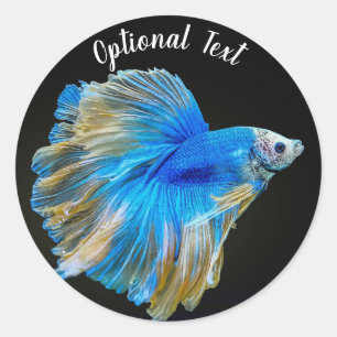 Sticker Rond Bêta bleu poisson de combat