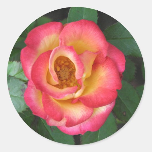 Sticker Rond Betty Boop 140 (Devant)