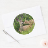 Sticker Rond Biche de mule avec faon (Enveloppe)