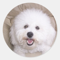 Bichon Frise