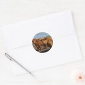 Sticker Rond Big Brown Highland Cows (Enveloppe)
