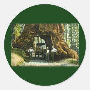 Sticker Rond Big Tree Wawona, Mariposa Grove, CA Vintage