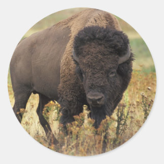 Sticker Rond Bison