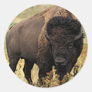 Sticker Rond Bison américain