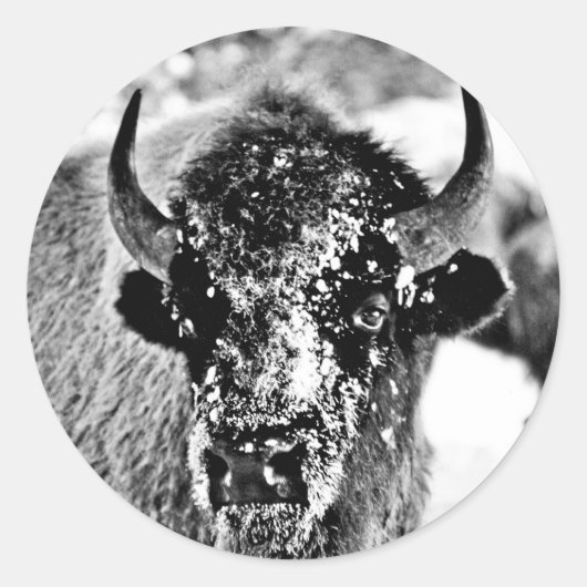 Sticker Rond Bison de Yellowstone gelé (Devant)
