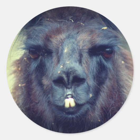 Sticker Rond Black Llama Visage Animal Nature (Devant)