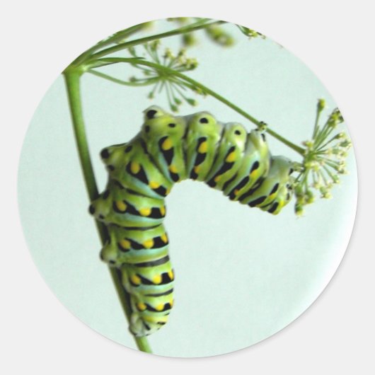 Sticker Rond Black Swallowtail Caterpillar mangeant du persil (Devant)