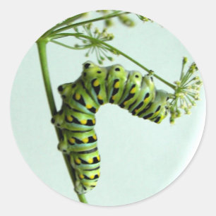 Sticker Rond Black Swallowtail Caterpillar mangeant du persil