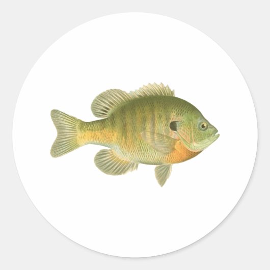 Sticker Rond Bleuet femelle - Brise - Poisson soleil (Devant)