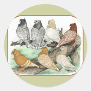Sticker Rond Blondinettes de pigeons de frill classique