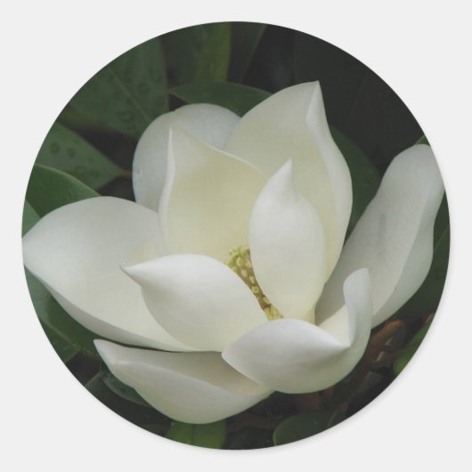 Sticker Rond Bloom des Magnolia du Sud (Devant)