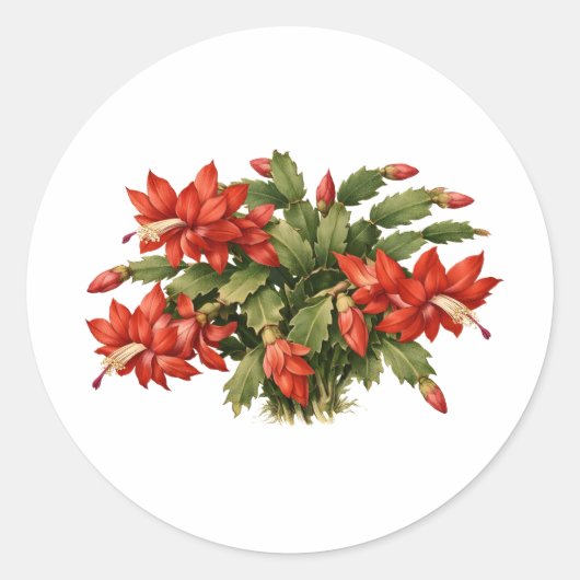 Sticker Rond Blooming Red Christmas Cactus Plant  (Devant)