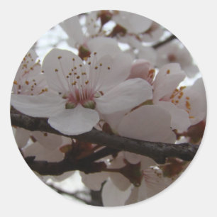 STICKER ROND BLOSSEURS PLUM