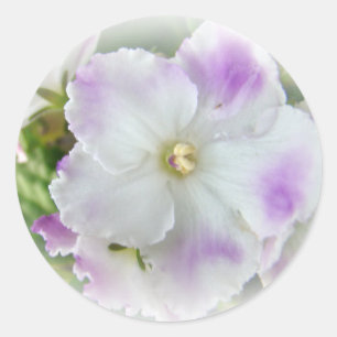 Sticker Rond Blossom du violet africain