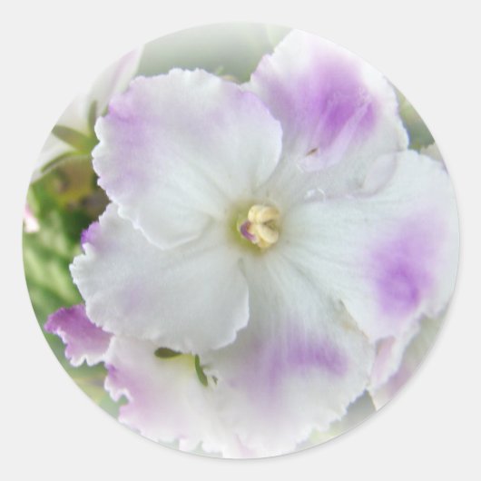 Sticker Rond Blossom du violet africain (Devant)