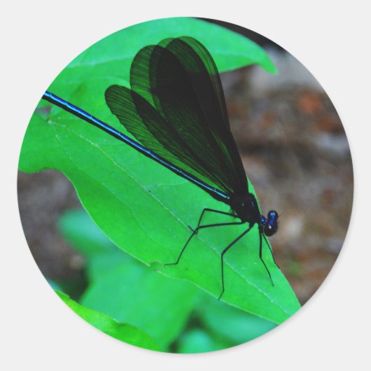 Sticker Rond Blue Damselfly on a green leaf. (Devant)