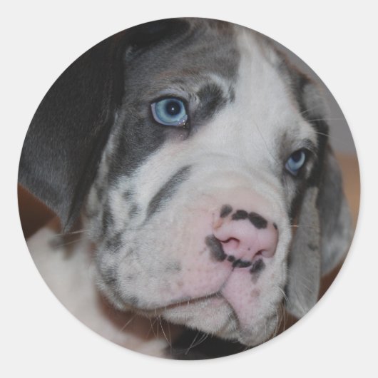 Sticker Rond Blue Eye Great Dane Puppy (Devant)
