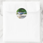 Sticker Rond Blue Jay obtient une cacahuète (Sac)