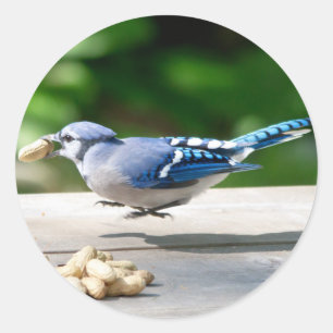 Sticker Rond Blue Jay obtient une cacahuète