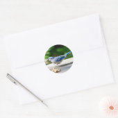 Sticker Rond Blue Jay obtient une cacahuète (Enveloppe)