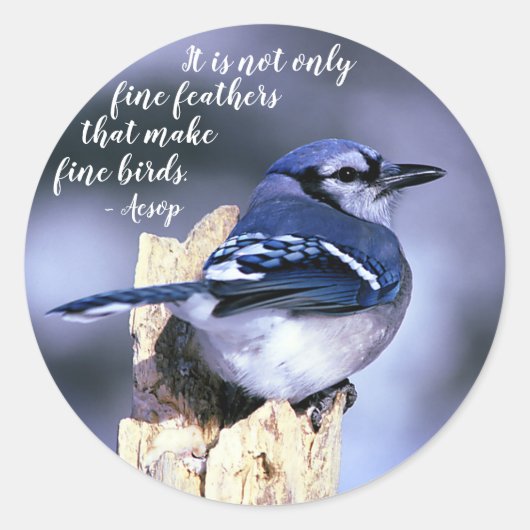 Sticker Rond Blue Jay sur la post Faune Photo Nature (Devant)