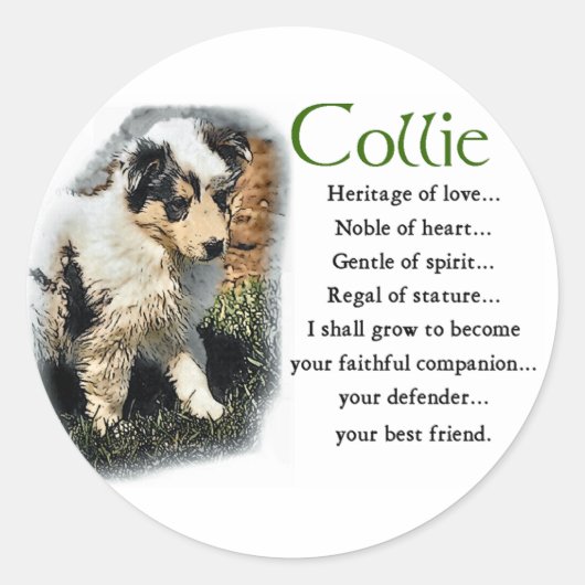 Sticker Rond Blue Merle Rough Collie Cadeaux (Devant)