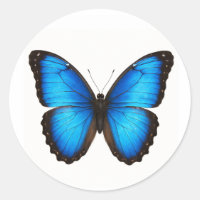 Blue Morpho Brilliance